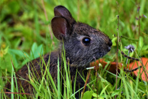 Read more about the article Marsh Rabbit