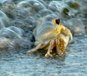 Read more about the article Ghost Crab