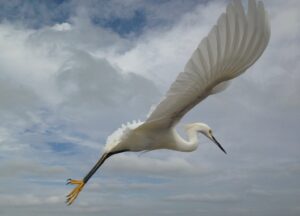 Read more about the article Snowy Egret