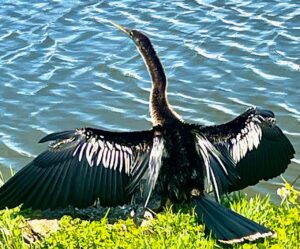 Read more about the article Anhinga Drying Wings