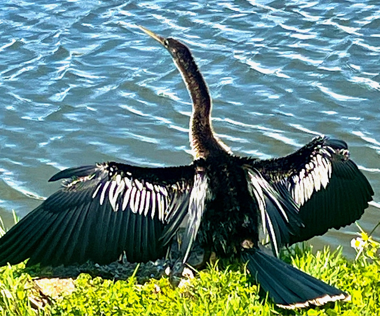 You are currently viewing Anhinga Drying Wings
