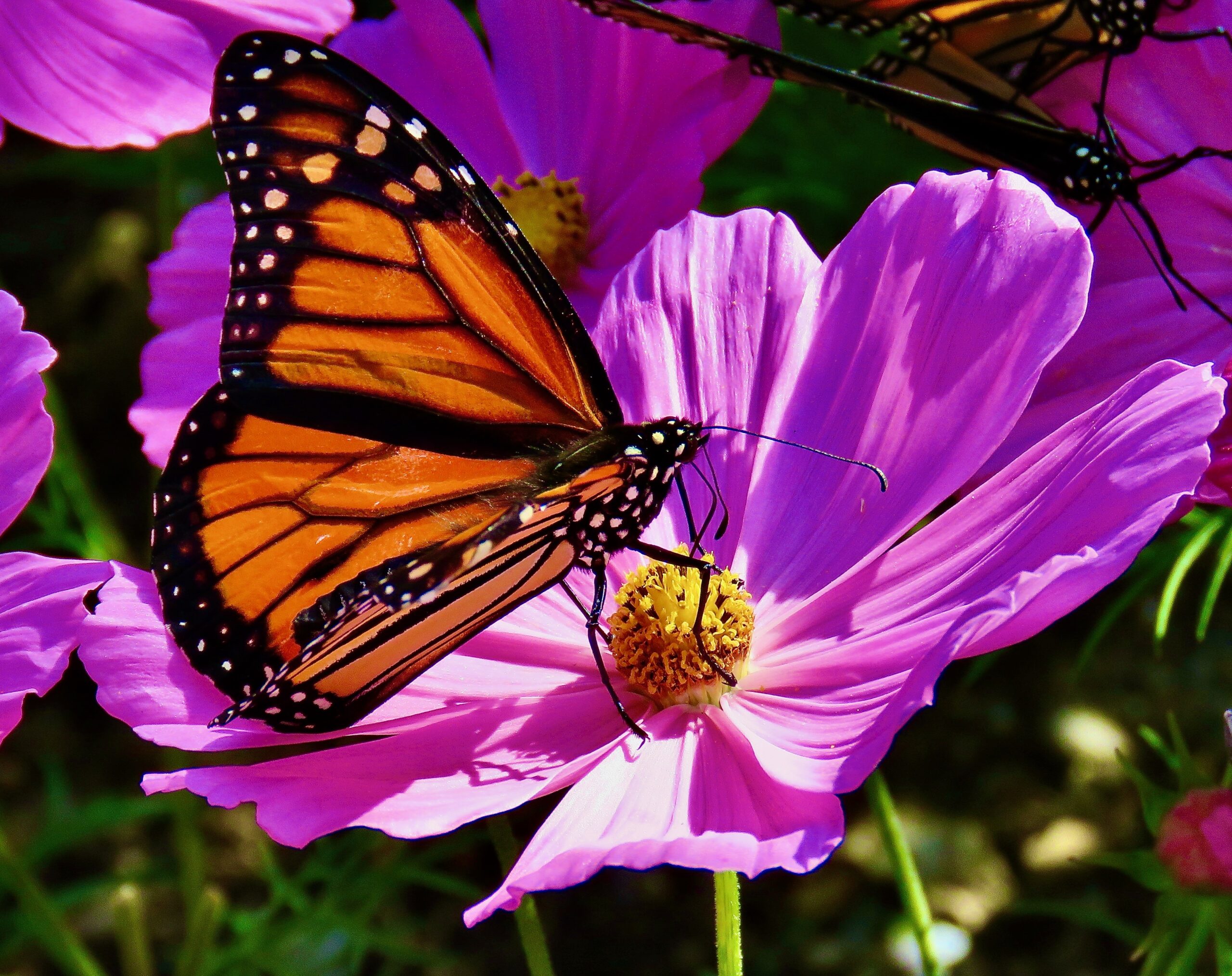 monarch-tribby-arts-center