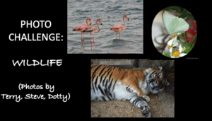Read more about the article WILDLIFE: 2024 APRIL PHOTO CHALLENGE