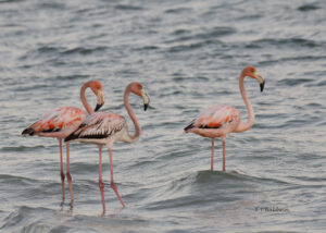 Read more about the article Three Flamingos
