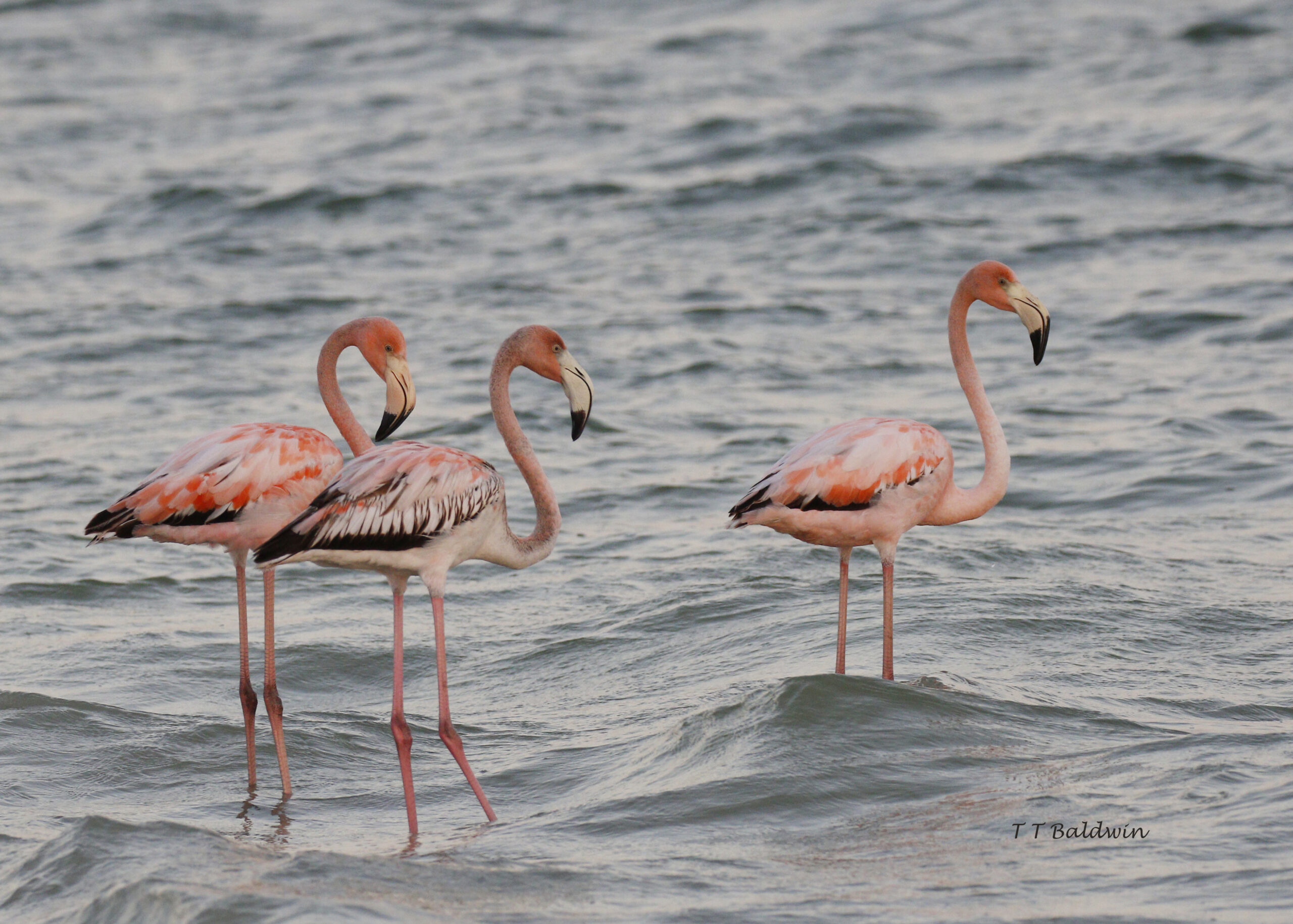 You are currently viewing Three Flamingos