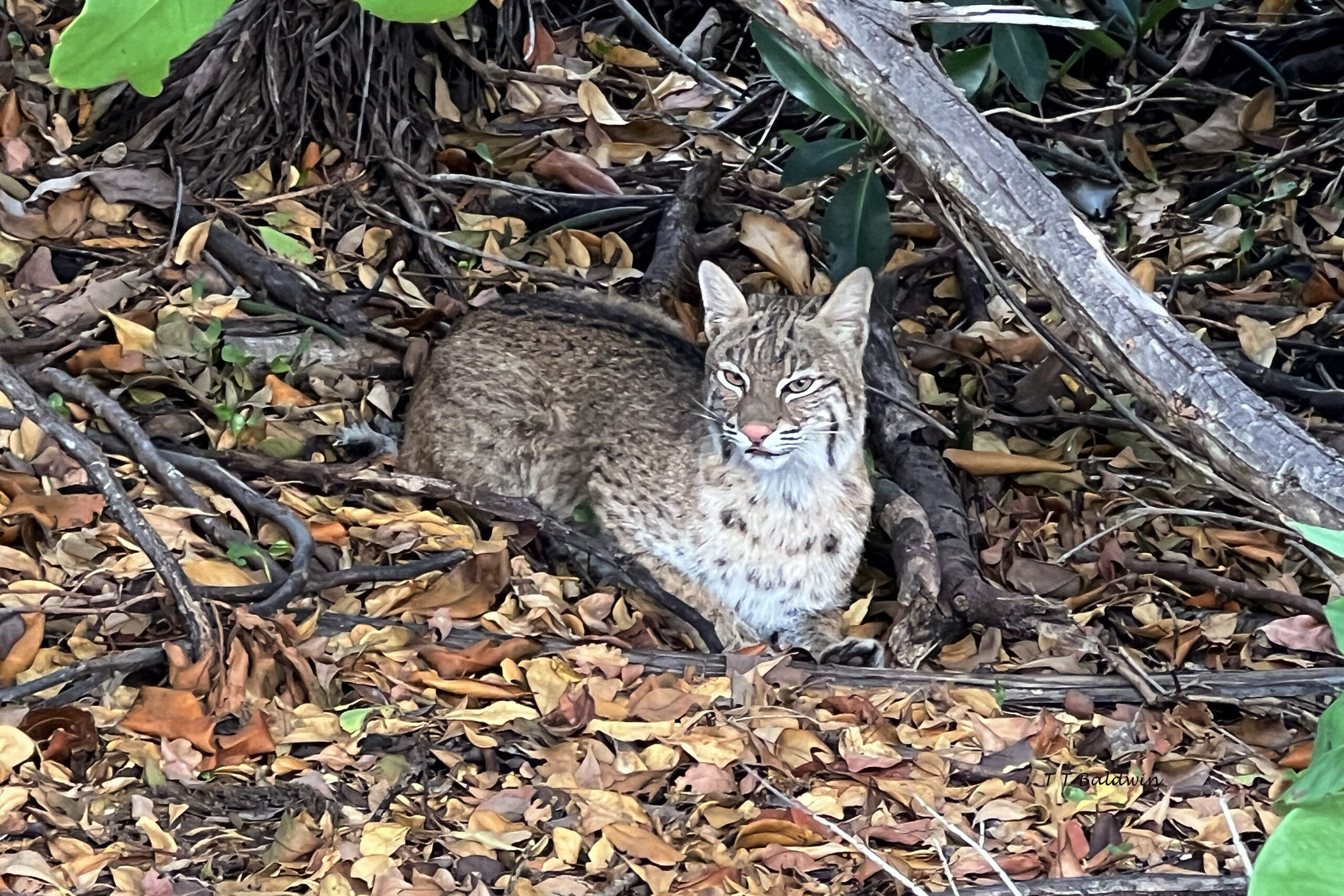 You are currently viewing Woodlands Kitty