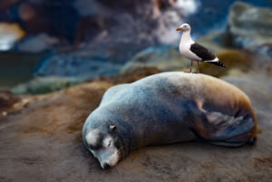Read more about the article Composite: A Seal and a Bird