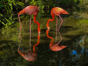 Read more about the article Flamingo Tango