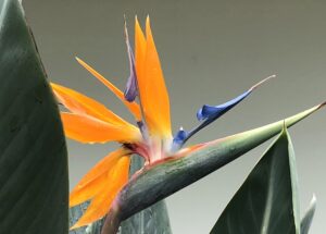 Read more about the article Gift of Nature