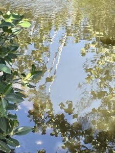 Read more about the article Eagles Preserve Slough Lookin’ Good