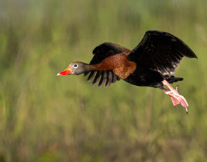 Read more about the article Black-bellied Whistling Duck Coming in for a Landing