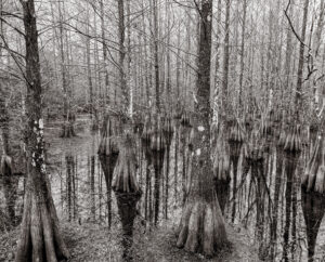 Read more about the article Liking Lichen