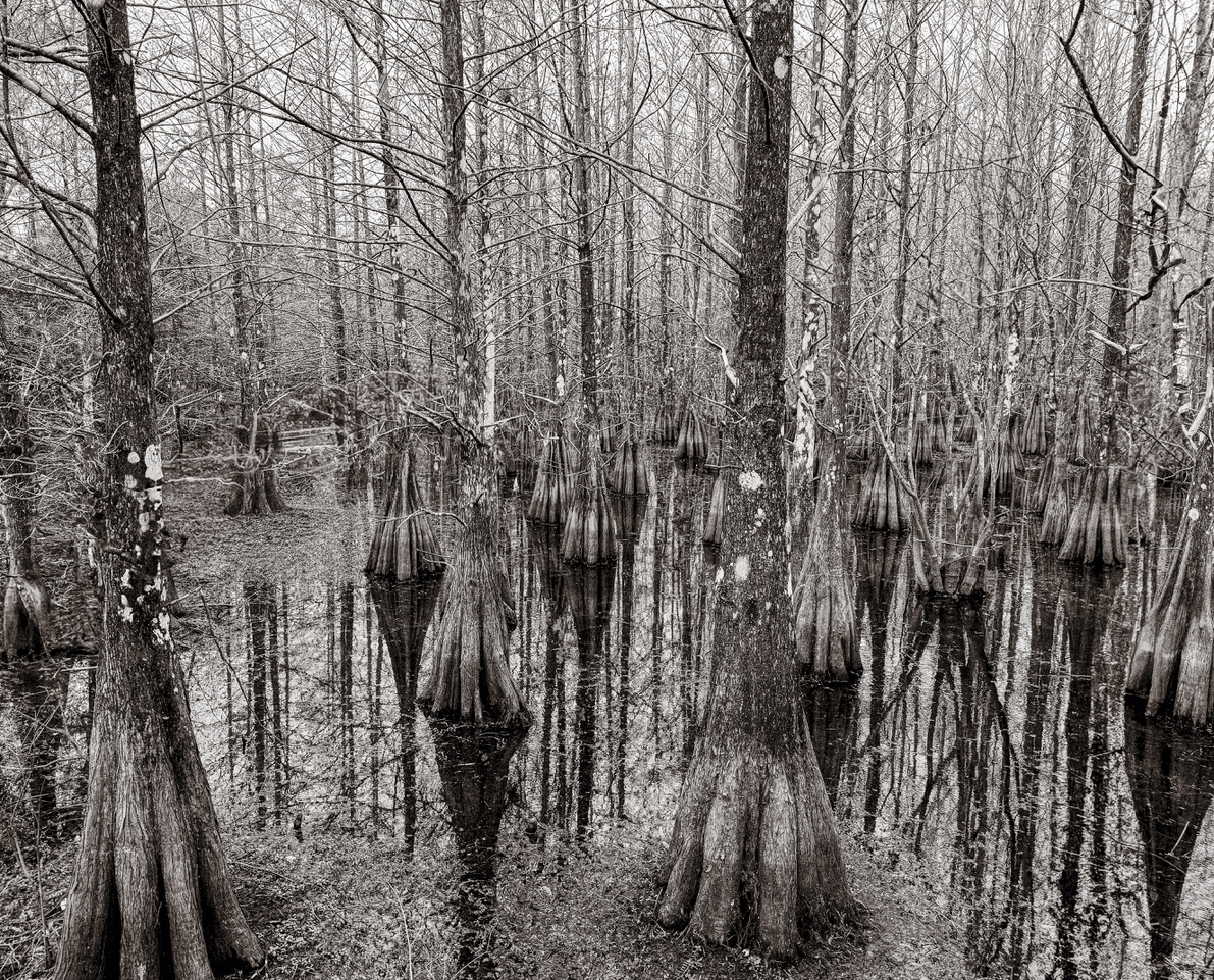 You are currently viewing Liking Lichen