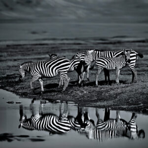 Read more about the article Namibia Watering Hole