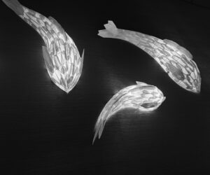 Read more about the article Flying Fish