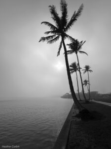Read more about the article Foggy Morning