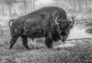 Read more about the article Yellowstone National Park Early Morning