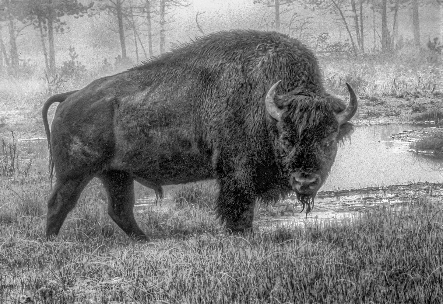You are currently viewing Yellowstone National Park Early Morning