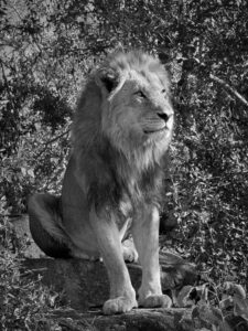 Read more about the article King of the Beasts