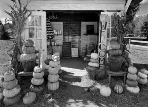 Read more about the article Pumpkin Patch