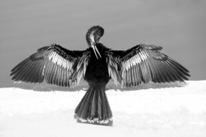 Read more about the article Anhinga