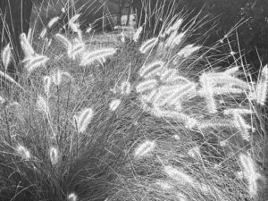 Read more about the article The Wonder of Grass