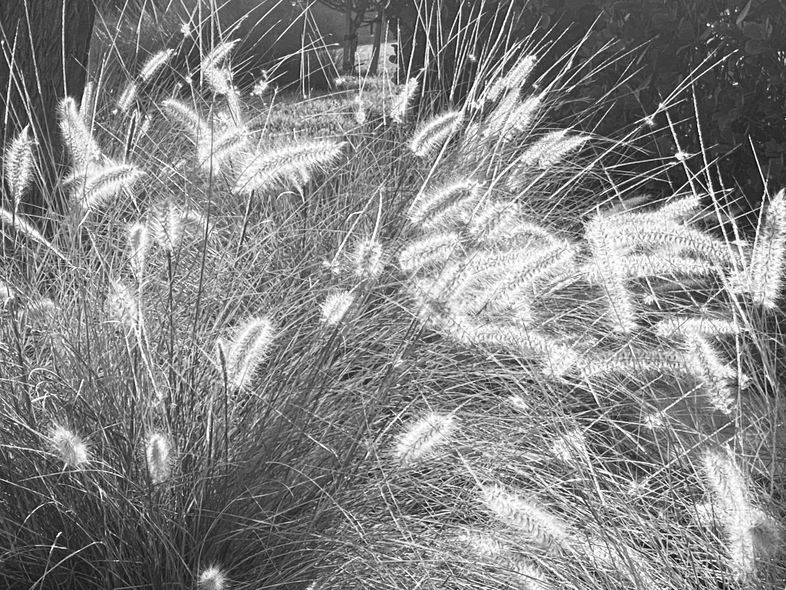 You are currently viewing The Wonder of Grass