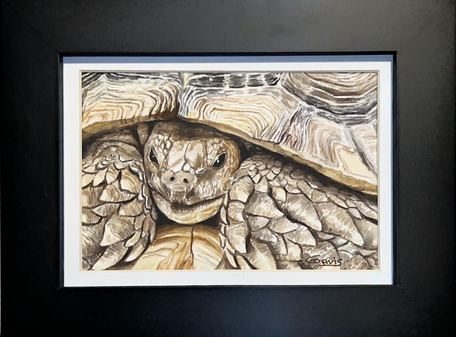 You are currently viewing Tortoise