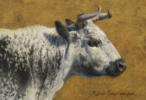 Read more about the article Bovine Beauty