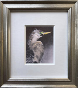 Read more about the article Anhinga Portrait
