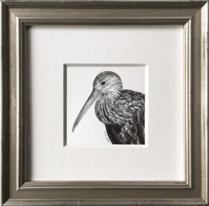 Read more about the article Limpkin