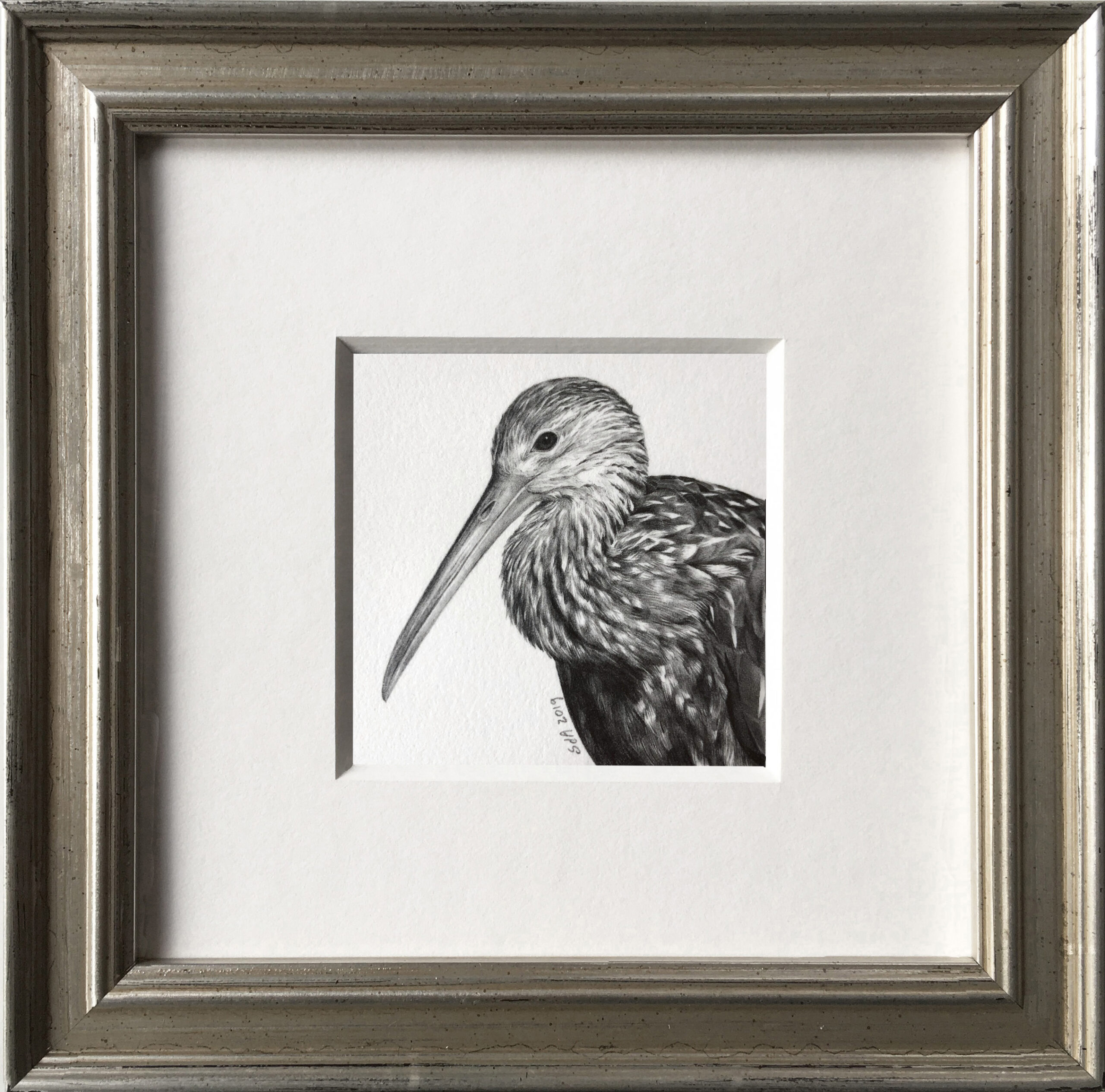 You are currently viewing Limpkin