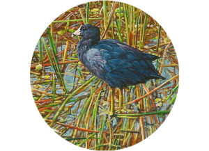 Read more about the article American Coot Among the Reeds