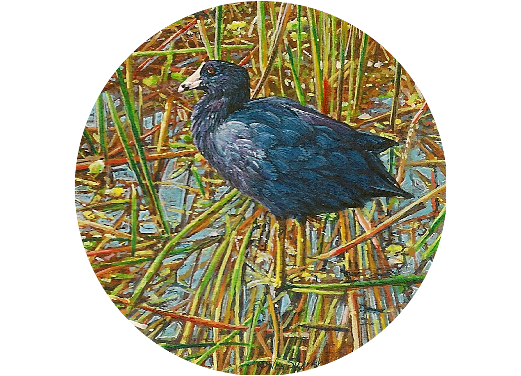 You are currently viewing American Coot Among the Reeds