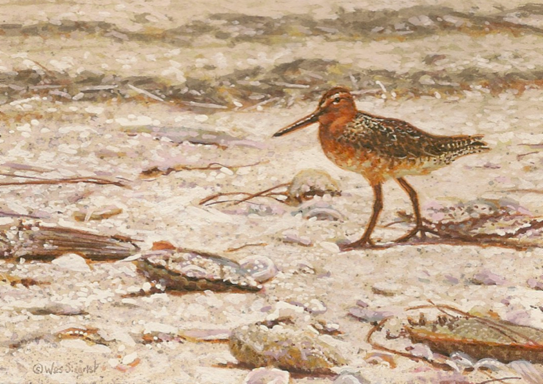 You are currently viewing Red Knot At The Wrack Line